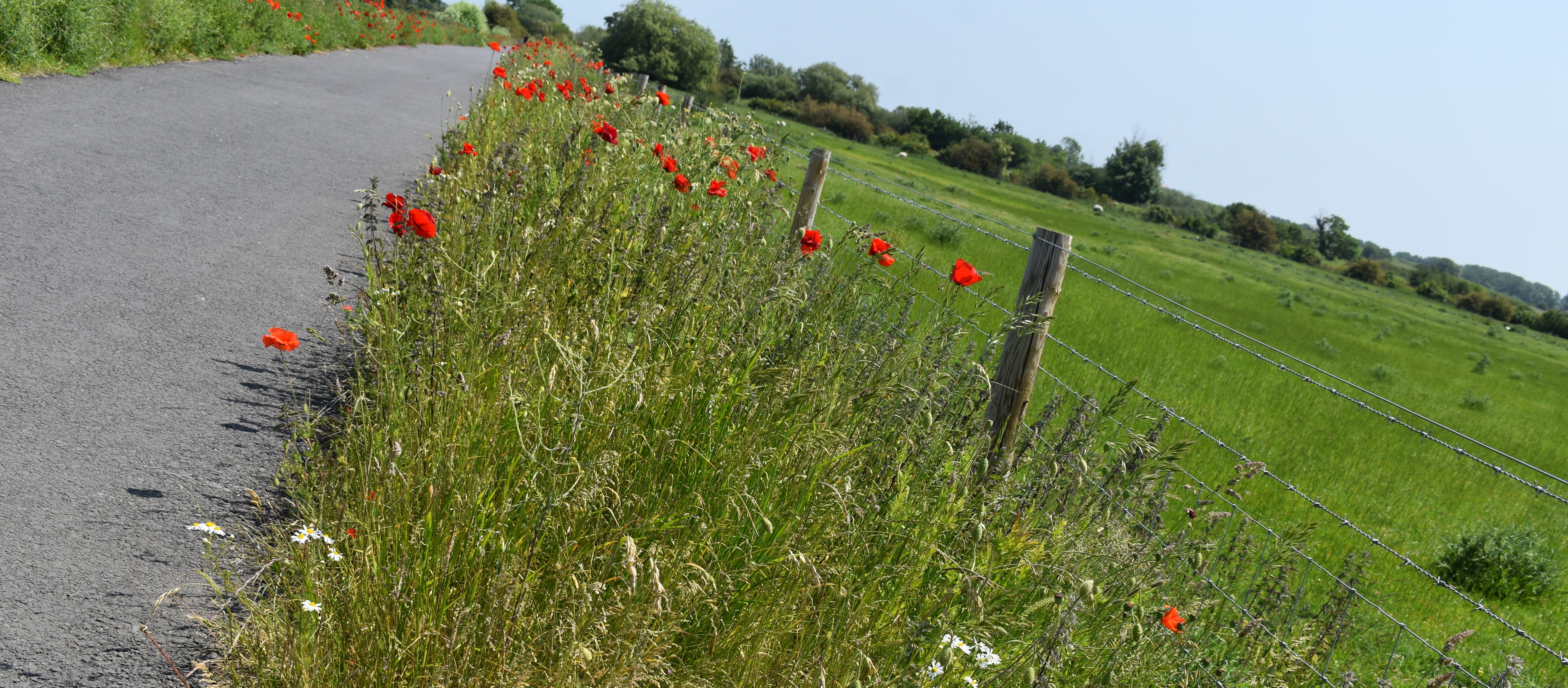 Footpath with poppies